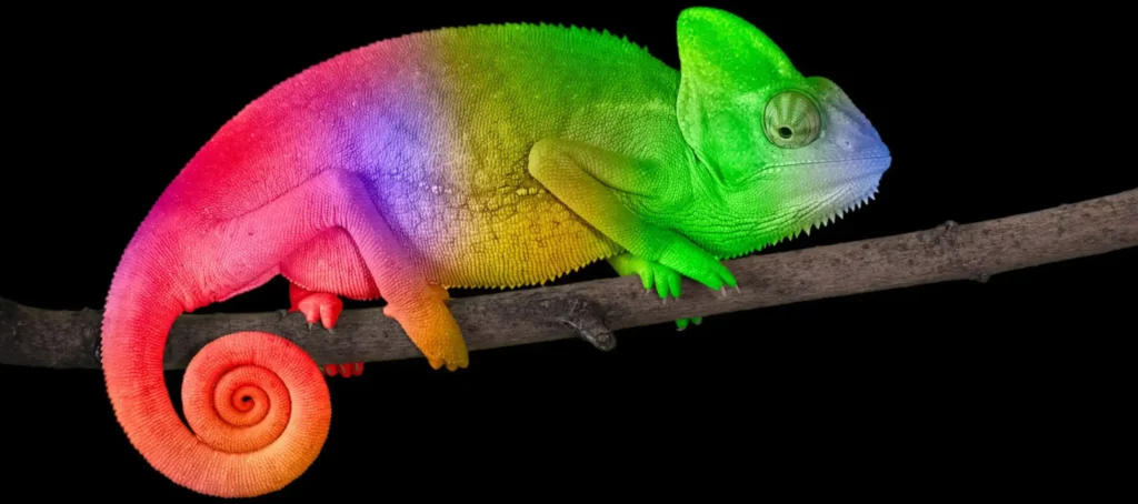 Photography 4 (Copy) de Israel